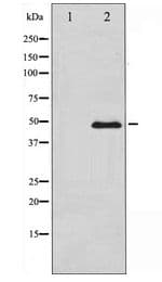 GATA3 Antibody