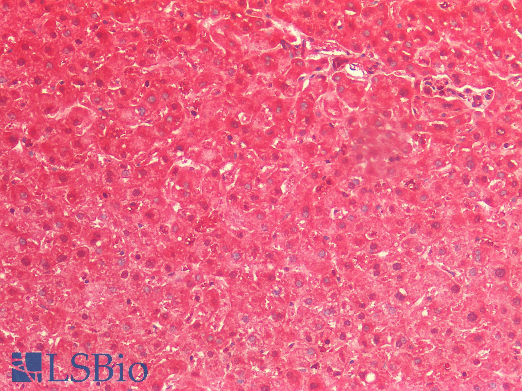 IHC-plus™ SEP15 Antibody