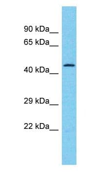 TRIM25 Antibody (aa337-386)