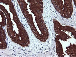 MDM4 / MDMX Antibody (clone OTI2B8, Carrier-free)