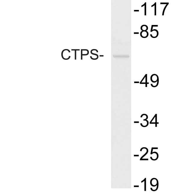 CTPS Antibody (aa60-109)