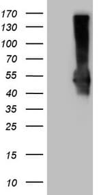 PD-L2 / PDCD1LG2 / CD273 Antibody (clone OTI2E7)