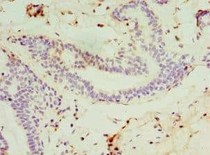 SYTL4 / Granuphilin Antibody (aa50-280)