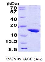 Human POLR2H / RPB8 Protein (Recombinant His)