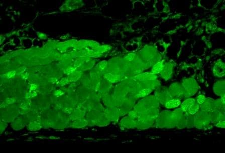 IHC-plus™ HSP90 / Heat Shock Protein 90 Antibody (clone 4F3.E8)