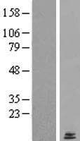LYRM2 Protein (Over-Expression Lysate Myc-DDK (Flag))