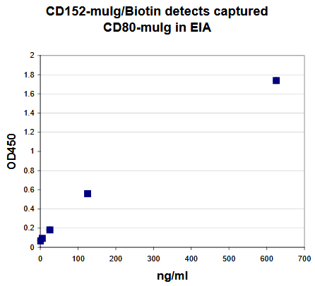 Human CD80 Protein (Recombinant)