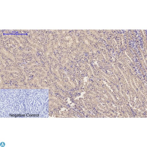 EP300 / p300 Antibody