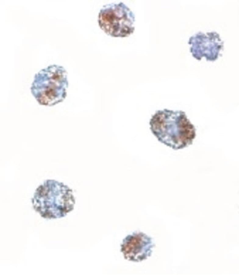 Polyclonal Rabbit anti-Human MATN3 / Matrilin 3 Antibody (WB)