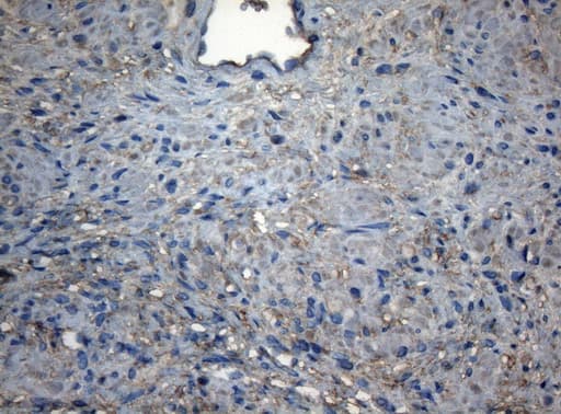 CDC6 Antibody (clone OTI1D5)