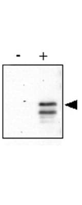Polyclonal Rabbit anti-Human CREB1 / CREB Antibody (phospho-Ser133, IHC, IF, WB)