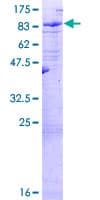 Human LRIT3 Protein (Recombinant GST)