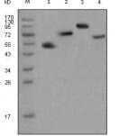 Mouse Anti-Human IgG Fc Secondary Antibody (clone 4A10)