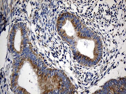 CCDC22 Antibody (clone OTI5C1, Carrier-free)