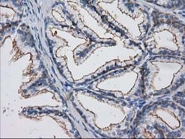 PACSIN3 Antibody (clone OTI4F8, Carrier-free)
