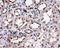 CISD1 Antibody (clone OTI3A1, Carrier-free)