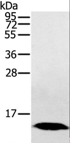 HINT / HINT1 Antibody