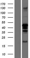 C/EBP Alpha / CEBPA Protein (Over-Expression Lysate Myc-DDK (Flag))