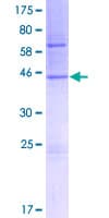 Human TMCO1 Protein (Recombinant GST)