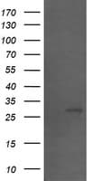 SLA2 / SLAP2 Antibody (clone OTI3D4)