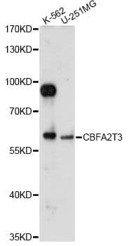 CBFA2T3 Antibody