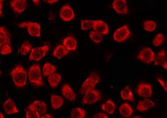 OR51G1 Antibody
