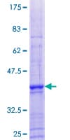 Human CCNJL Protein (Recombinant GST)