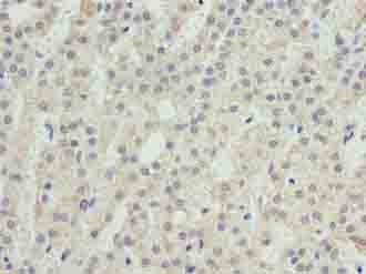 SEC16B Antibody