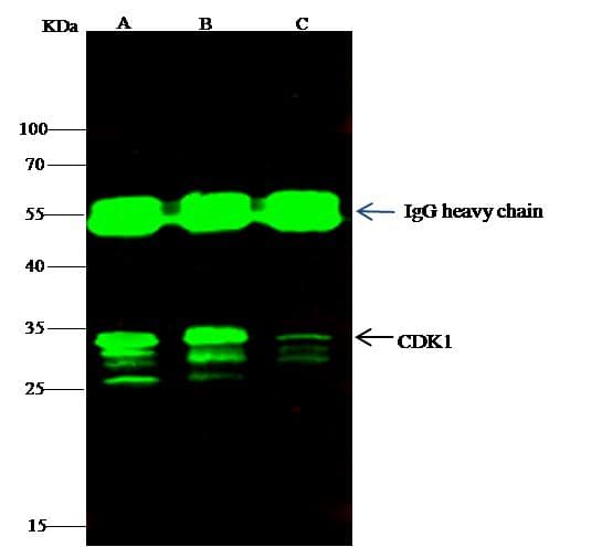 Polyclonal Rabbit anti-Human CDK1 / CDC2 Antibody (Preservative Free, IF, WB)