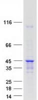 Human HNRNPAB Protein (Recombinant Myc-DDK (Flag))