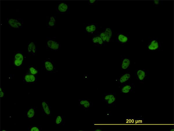 CSTF3 Antibody (clone 1D4)