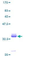 Human PPY / Pancreatic Polypeptide Protein (Recombinant GST)