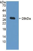 VCAM1 / CD106 Antibody (aa109-318)
