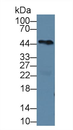 PCOLCE Antibody (aa38-449)