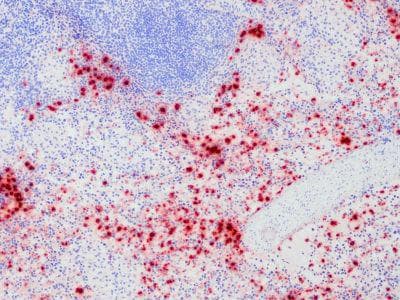 Macrophages, Neutrophils Antibody (clone PM1)