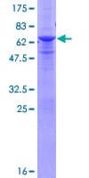 Human RNF41 Protein (Recombinant GST)