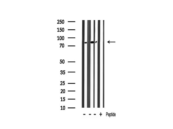 ANXA6/Annexin A6/Annexin VI Antibody