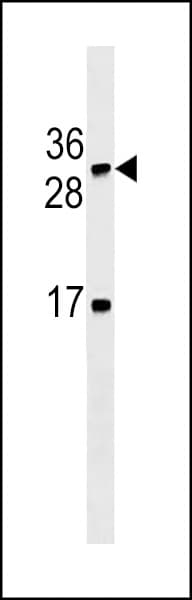 Monoclonal Mouse anti-Human Lymphotoxin-Beta / LTB Antibody (aa199-227, WB)