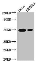 AP-1 / JUND Antibody