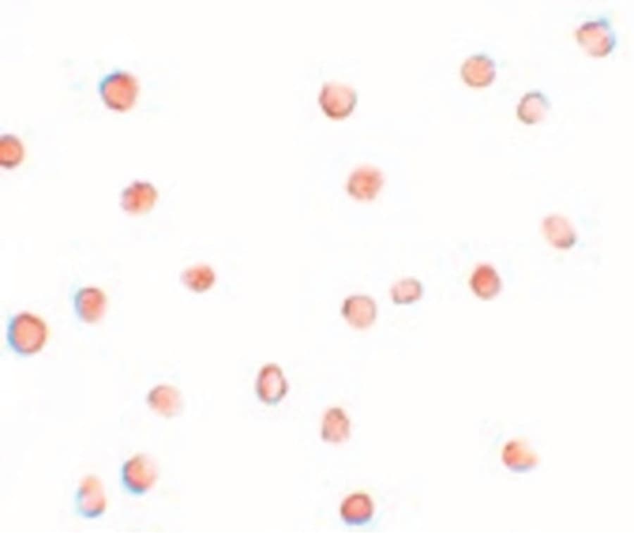 FAM82A1 Antibody