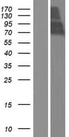 LINGO2 Protein (Over-Expression Lysate Myc-DDK (Flag))