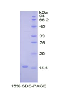 Pig BMP2 Protein (Recombinant His)