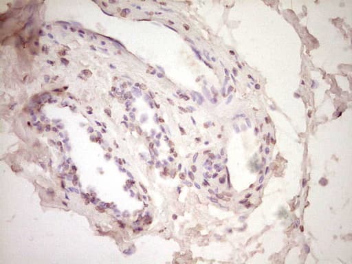 PLAT / TPA Antibody (aa157-426, clone OTI3H3, Carrier-free)
