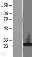 PEBP1 / RKIP Protein (Over-Expression Lysate Myc-DDK (Flag))