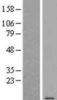 STRA13 Protein (Over-Expression Lysate Myc-DDK (Flag))