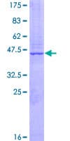 Human GATS Protein (Recombinant GST)
