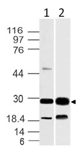 14-3-3 Antibody (aa20-225)