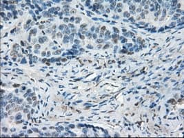 LTA4H / LTA4 Antibody (clone OTI1E9, Carrier-free)