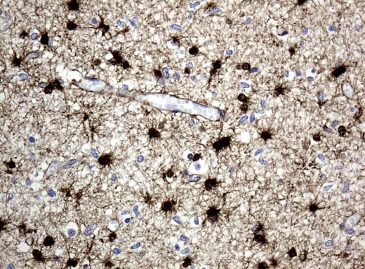 ALDH1L1 Antibody (clone UMAB45)