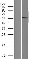 Human FAM90A1 Protein (Over-Expression Lysate Myc-DDK (Flag))